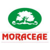 Moraceae Pharmaceuticals Pvt Ltd