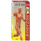 Bodyzox Roll On (50ml Each) image